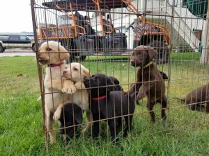 Krypto the dog with siblings
